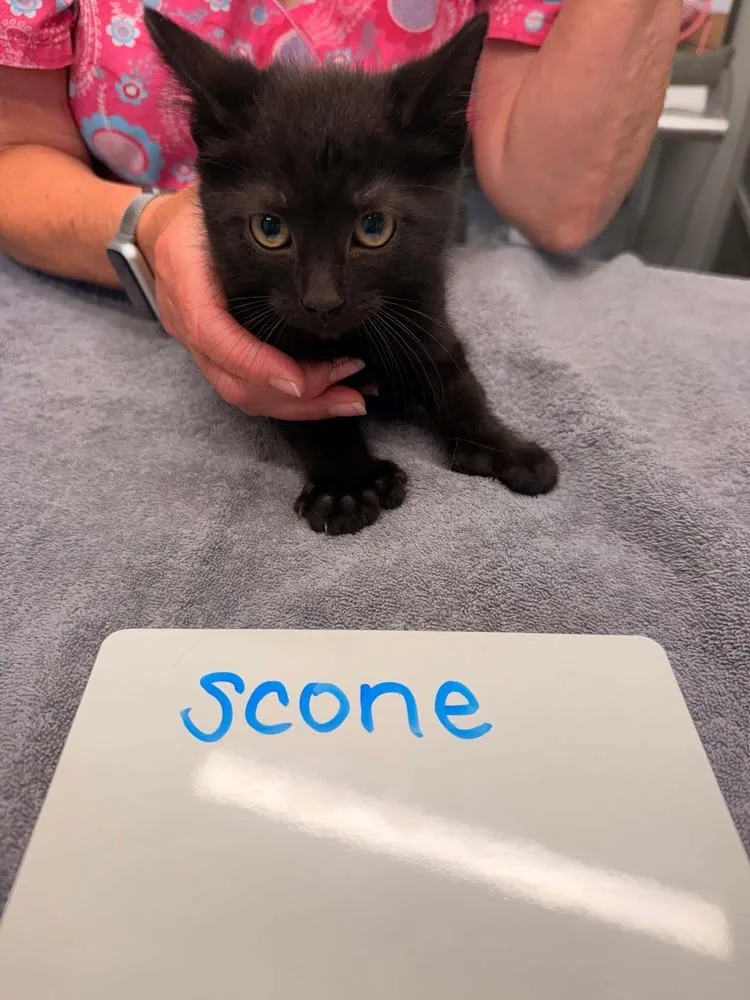 A baby small-sized male Black Domestic Short Hair cat named Scone for adoption in Vancouver, WA