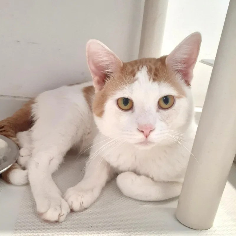 An adult medium-sized male Orange / Red Domestic Short Hair cat named Dave for adoption in Pittsburgh, PA