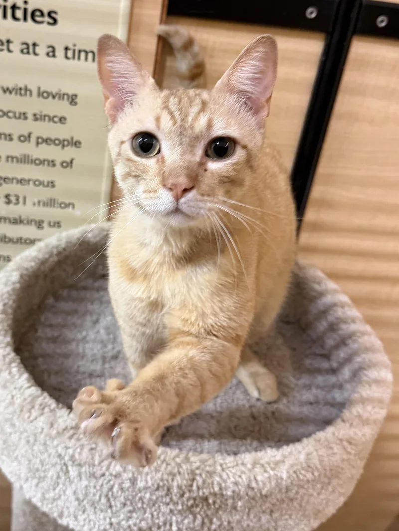 A young medium-sized male Tabby (Orange / Red) Domestic Short Hair cat named Beetle for adoption in Springfield, PA