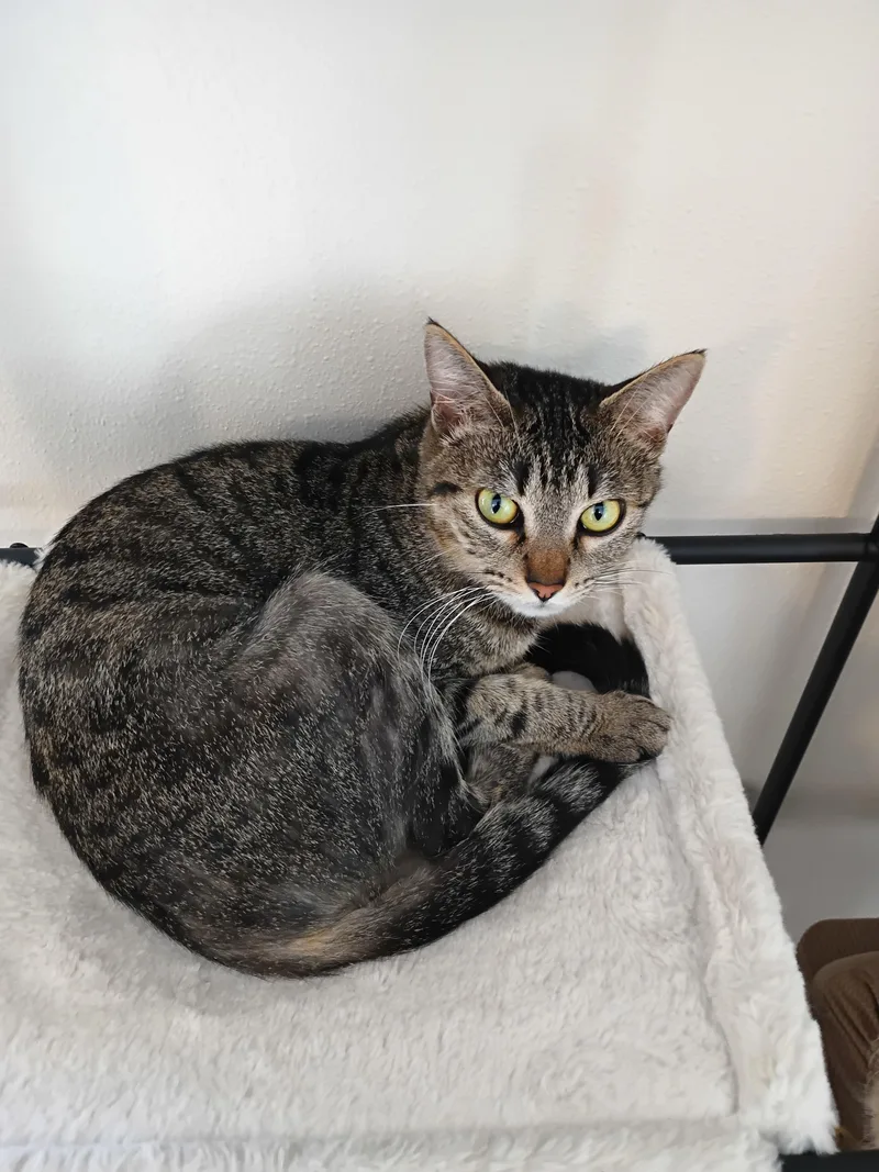 An adult medium-sized female Tabby (Brown / Chocolate) Domestic Short Hair cat named Kitana for adoption in Silverdale, WA