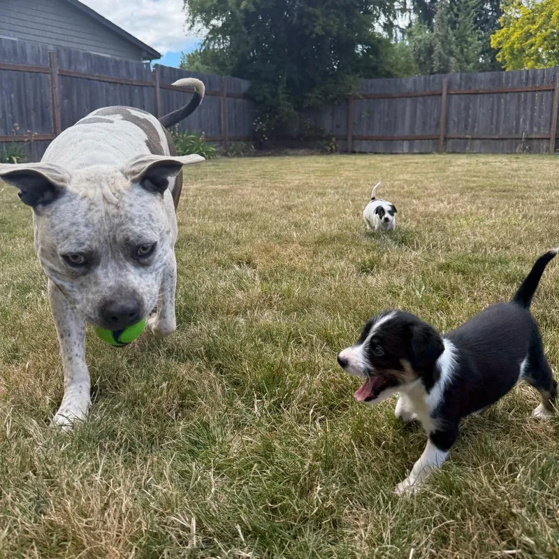 A baby small-sized male Black Terrier dog named Nix for adoption in Newberg, OR