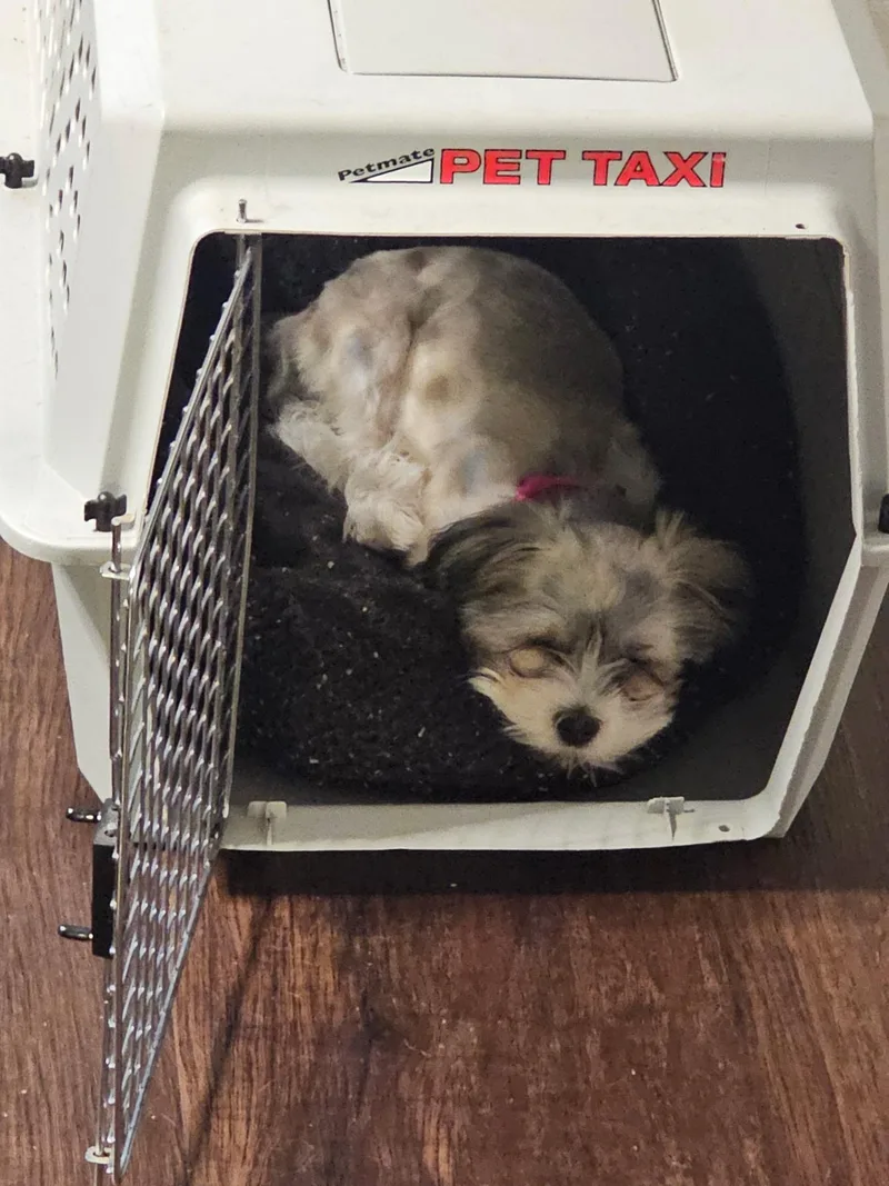 A baby small-sized female White / Cream Shih Tzu dog named Opal for adoption in Bettendorf, IA