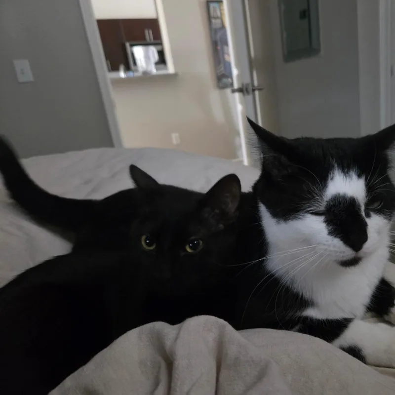 A young small-sized female Domestic Short Hair cat named Cotonou "Ellie" HSPPR for adoption in Denver, CO