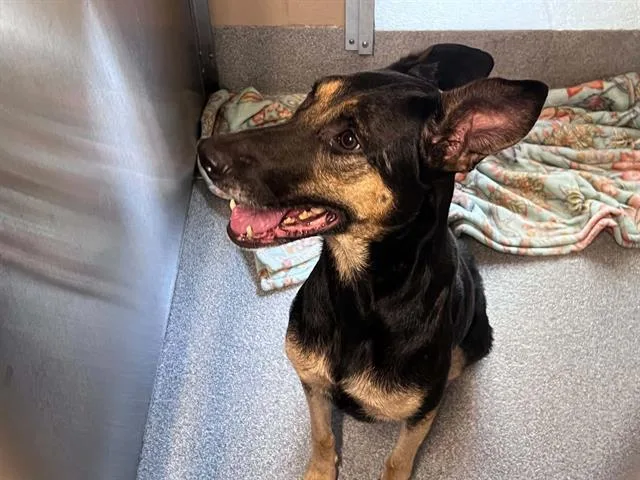 An adult large-sized female German Shepherd Dog dog named Elsa for adoption in Tustin, CA