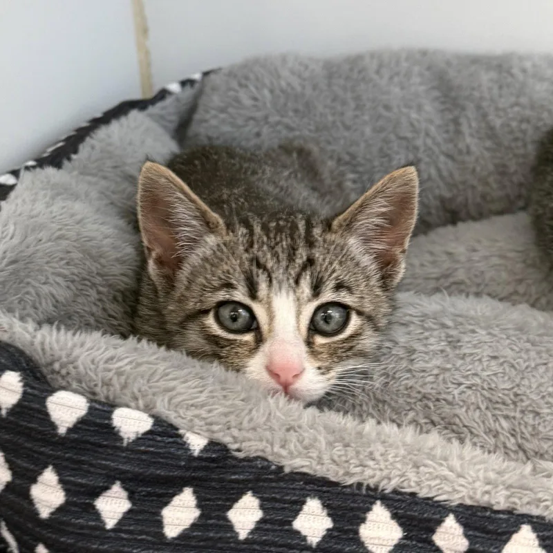 A baby small-sized male Brown / Chocolate Domestic Short Hair cat named Gold for adoption in Oakland, CA