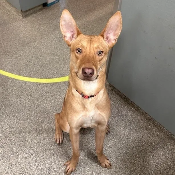 An adult medium-sized male Yellow / Tan / Blond / Fawn Mixed Breed dog named Prismo for adoption in Jacksonville, FL