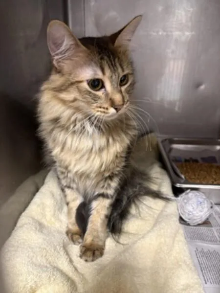 A young medium-sized female Domestic Short Hair cat named Tikka for adoption in Chatsworth, CA