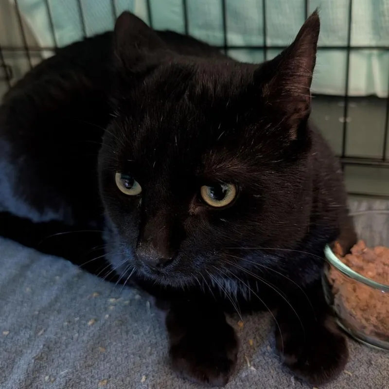 An adult large-sized male Black American Shorthair cat named Bridger for adoption in Fairport, NY