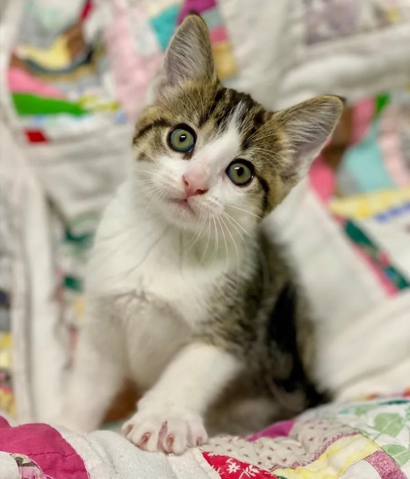 A baby large-sized female Domestic Short Hair cat named Melody for adoption in Decorah, IA
