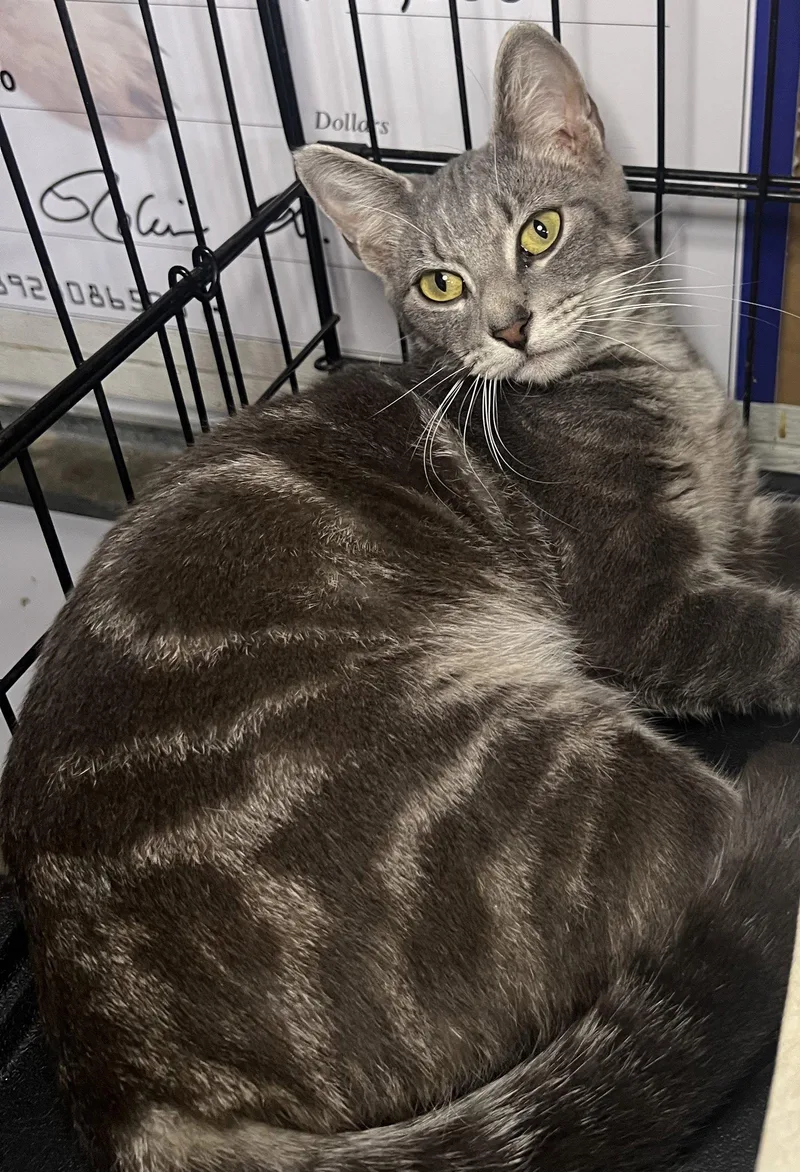 A young medium-sized female Domestic Short Hair cat named Hazel for adoption in Hammond, LA