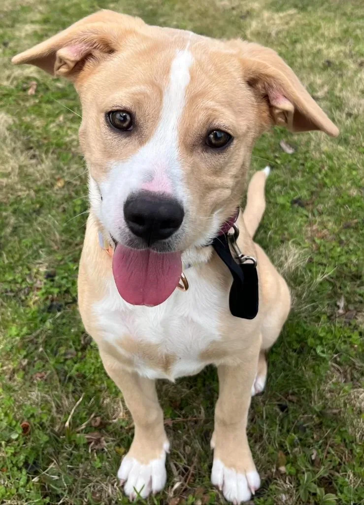 A baby medium-sized female Labrador Retriever dog named Willow for adoption in Sandusky, OH