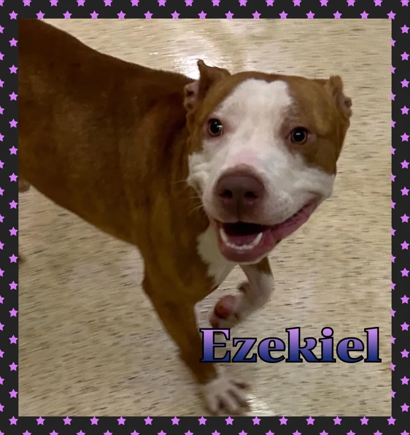 An adult medium-sized male Terrier dog named Ezekiel for adoption in Muncie, IN