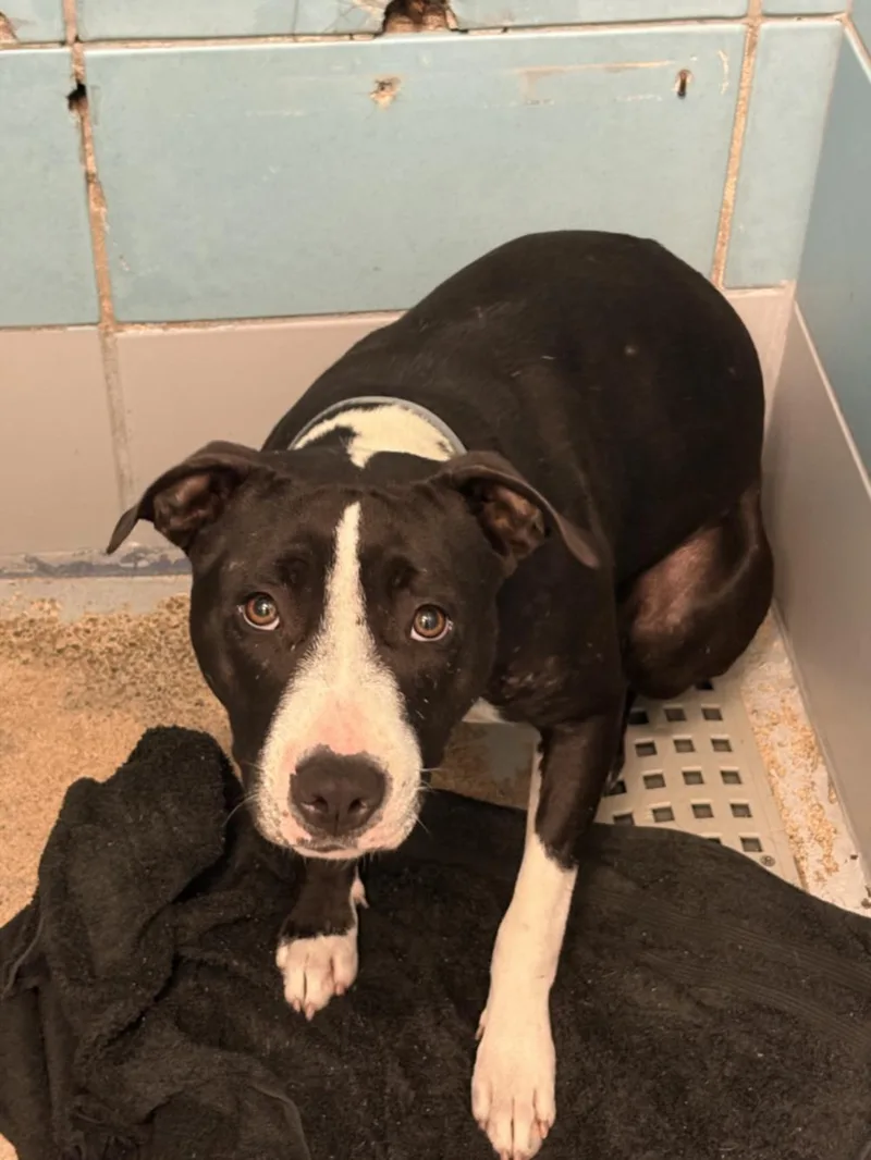 A young medium-sized female Staffordshire Bull Terrier dog named Zandria for adoption in Houston, TX