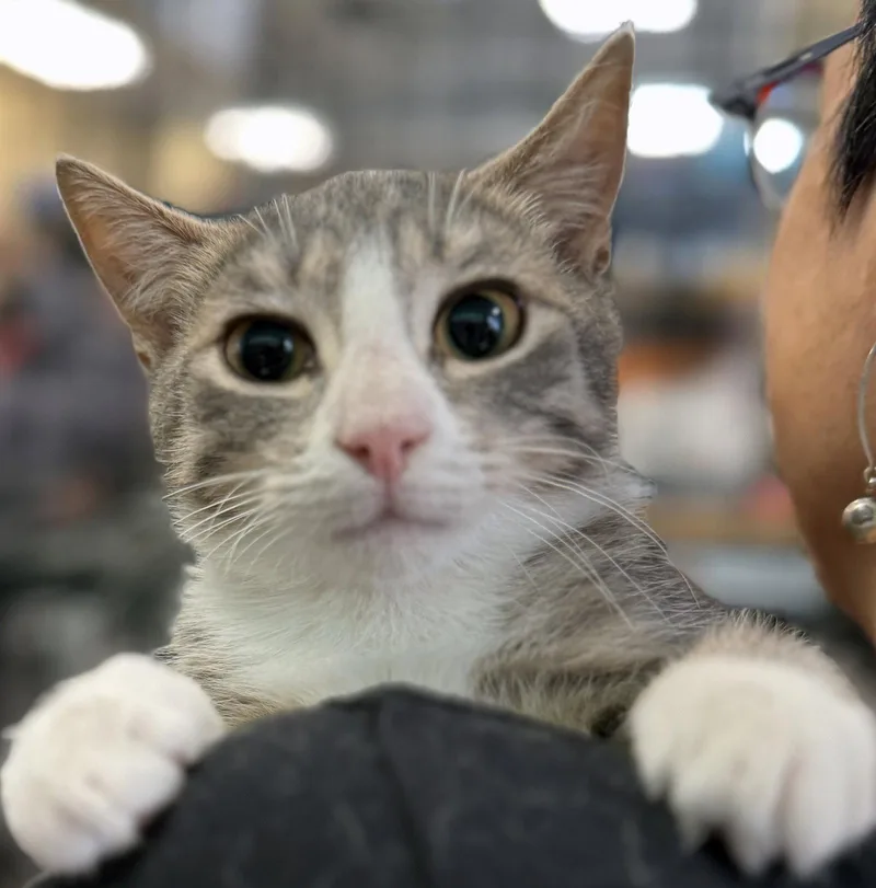 A baby medium-sized female Domestic Short Hair cat named Echo Beach for adoption in Brooklyn, NY