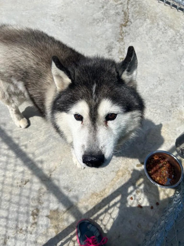 A senior medium-sized male Husky dog named Breaker for adoption in New Manchester, WV