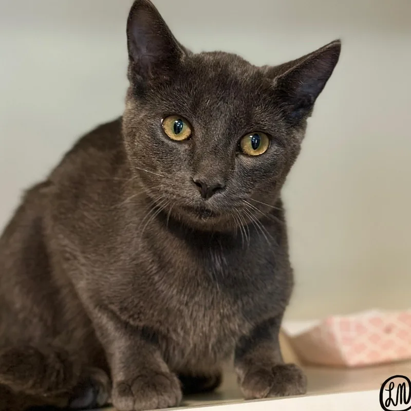 A young medium-sized male Gray / Blue / Silver Domestic Short Hair cat named Wolfie for adoption in Victor, NY