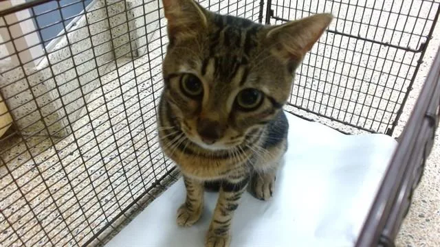 A young small-sized male Domestic Short Hair cat named Milo for adoption in Miami, FL