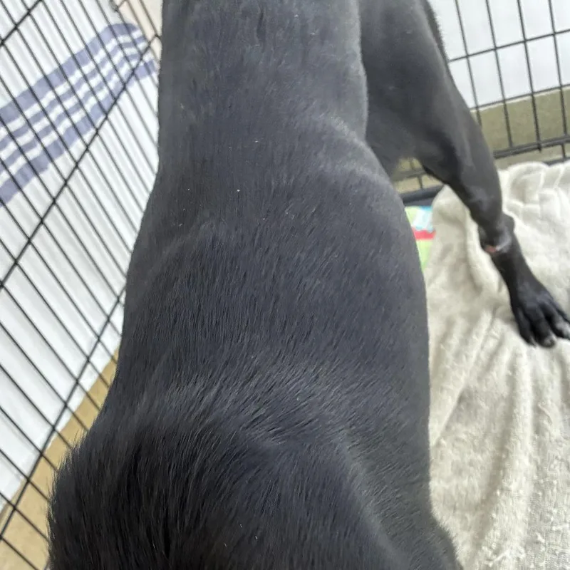 A young large-sized female Black Labrador Retriever dog named Daisy for adoption in Harrisonburg, VA