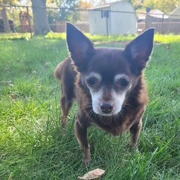 A senior small-sized female Chihuahua dog named French Fry for adoption in Dayton, OH