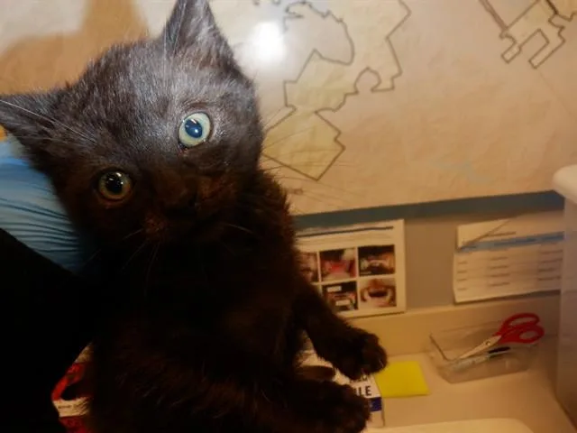 A baby small-sized male Domestic Short Hair cat named Bert for adoption in San Jose, CA