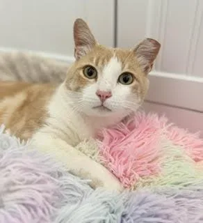 An adult medium-sized male Orange & White Tabby cat named Smiley for adoption in San Luis Obispo, CA