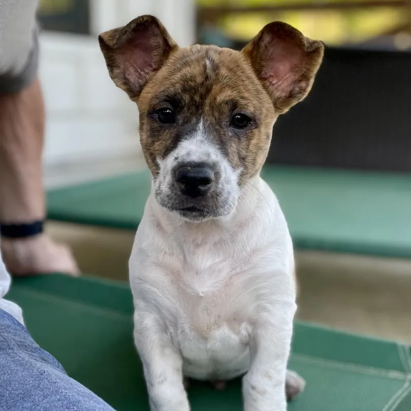 Joe Friday thumbnail 2