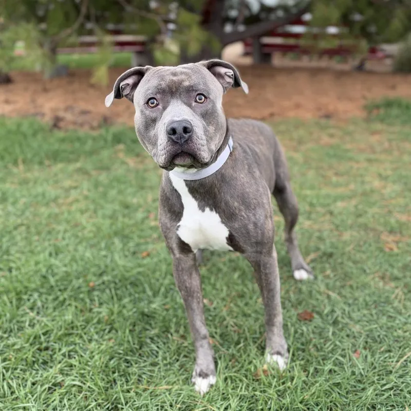 An adult large-sized male Brindle Pit Bull Terrier dog named Nyx for adoption in Fargo, ND