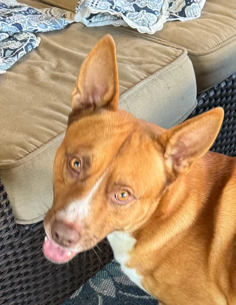 A young medium-sized male Hound dog named Banjo for adoption in New Orleans, LA
