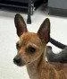 An adult small-sized male Chihuahua dog named Bougie for adoption in Bloomfield, CT