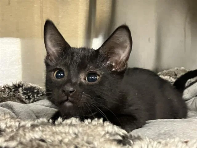 A baby small-sized male Domestic Short Hair cat named Lary for adoption in Tustin, CA