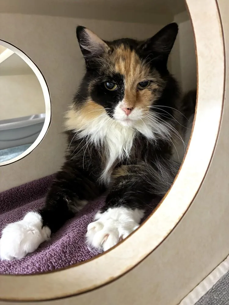 An adult small-sized female Domestic Medium Hair cat named Coquette for adoption in Elmsford, NY