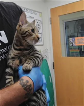 A young small-sized male Domestic Short Hair cat named Jinx for adoption in Albuquerque, NM