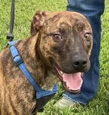 A baby medium-sized female Brindle Boxer dog named Jasmine Sunbeam for adoption in Andover, MA