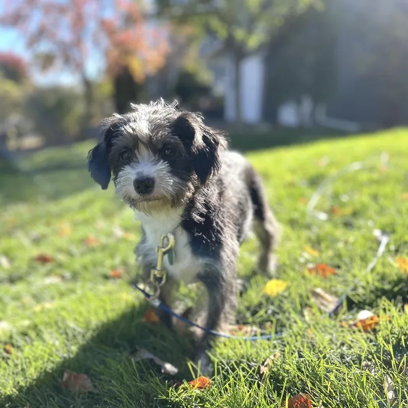 An adult small-sized female Gray / Blue / Silver Mixed Breed dog named Tootsie for adoption in Buffalo, MN