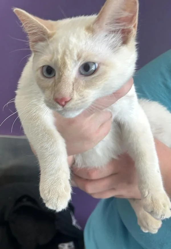 A baby small-sized male Domestic Short Hair cat named Blaze for adoption in Salt Lake City, UT