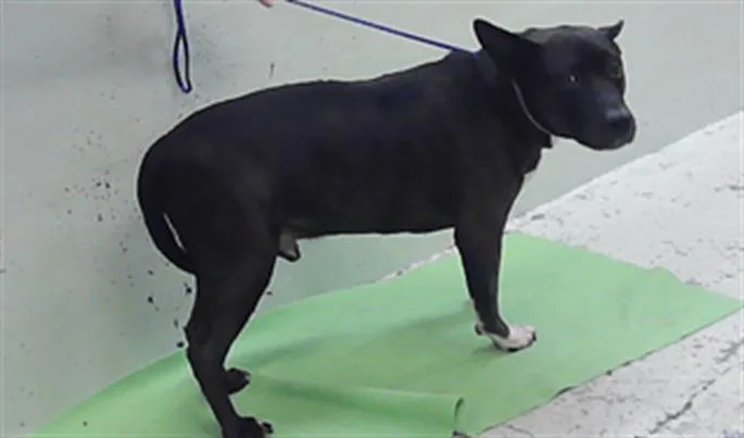 An adult large-sized male American Staffordshire Terrier dog named Bentley for adoption in Houston, TX