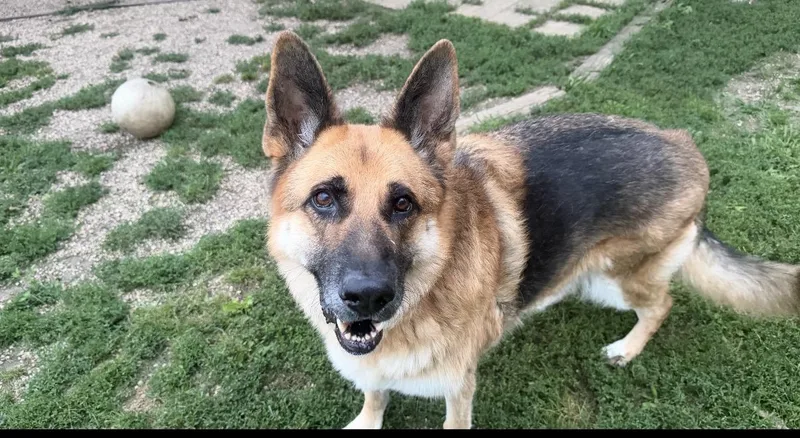 A senior large-sized male German Shepherd Dog dog named King for adoption in Rockford, IL