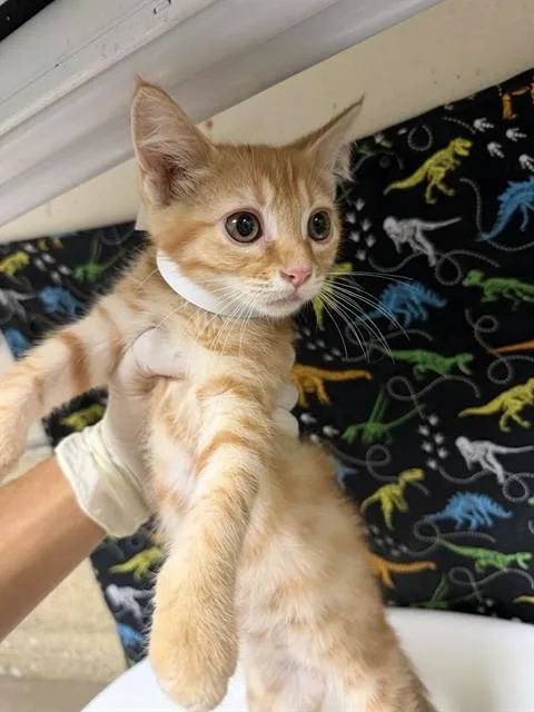 A baby small-sized male Domestic Short Hair cat named Sun for adoption in Riverside, CA