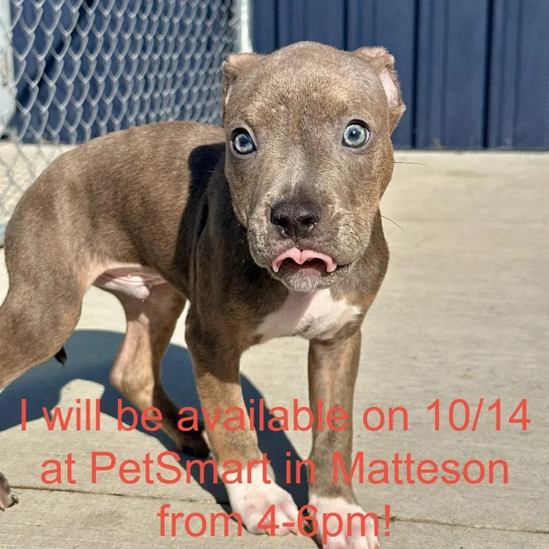 A baby small-sized male Gray / Blue / Silver Pit Bull Terrier dog named Piggy for adoption in Matteson, IL