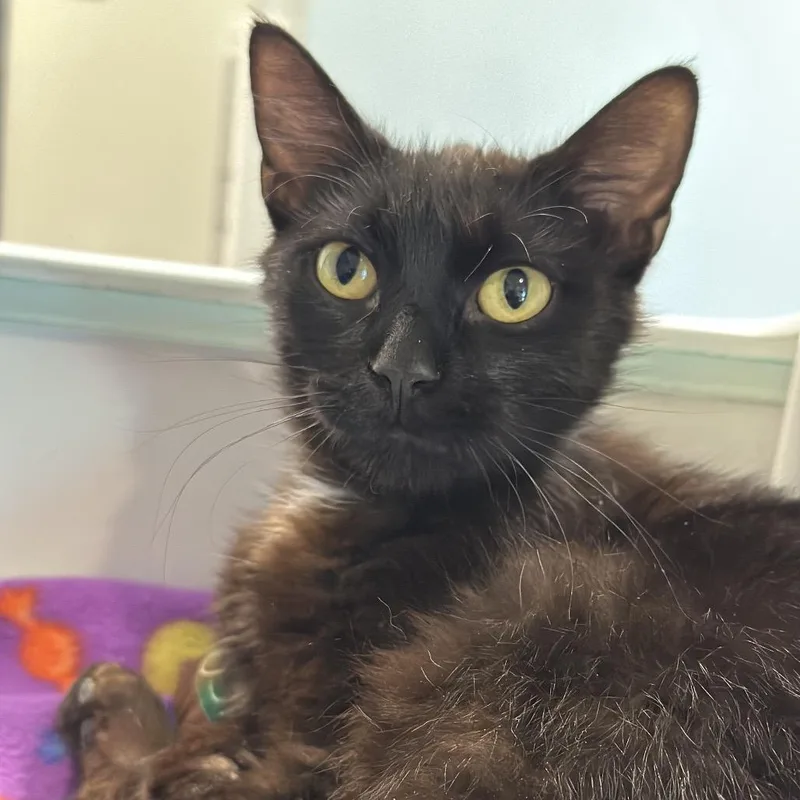 An adult medium-sized female Black Domestic Short Hair cat named Ava for adoption in Matteson, IL