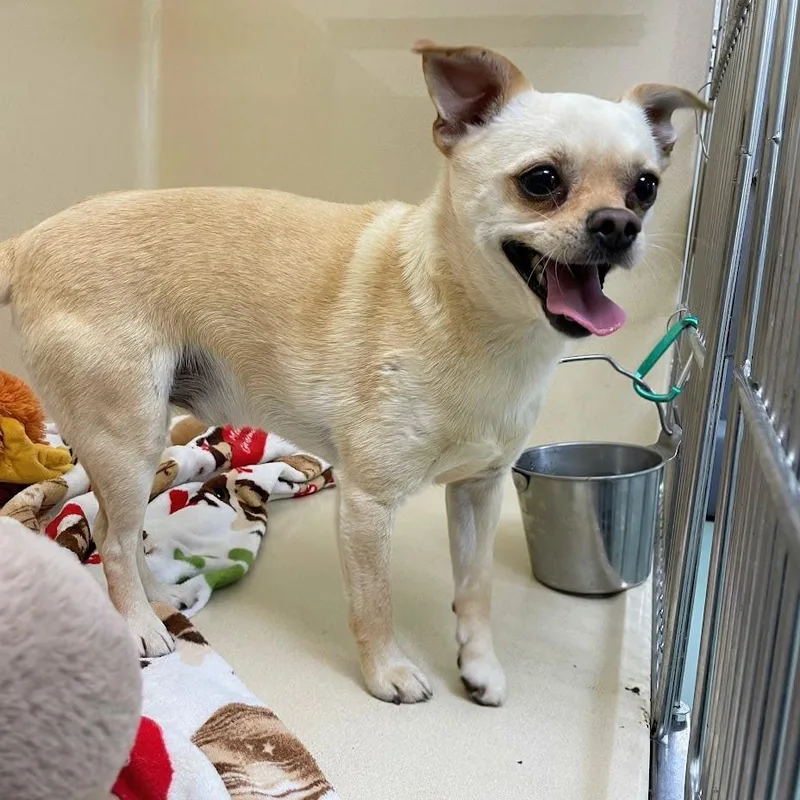 A young small-sized male Yellow / Tan / Blond / Fawn Chihuahua dog named Colonel Sanders for adoption in Lyndhurst, VA