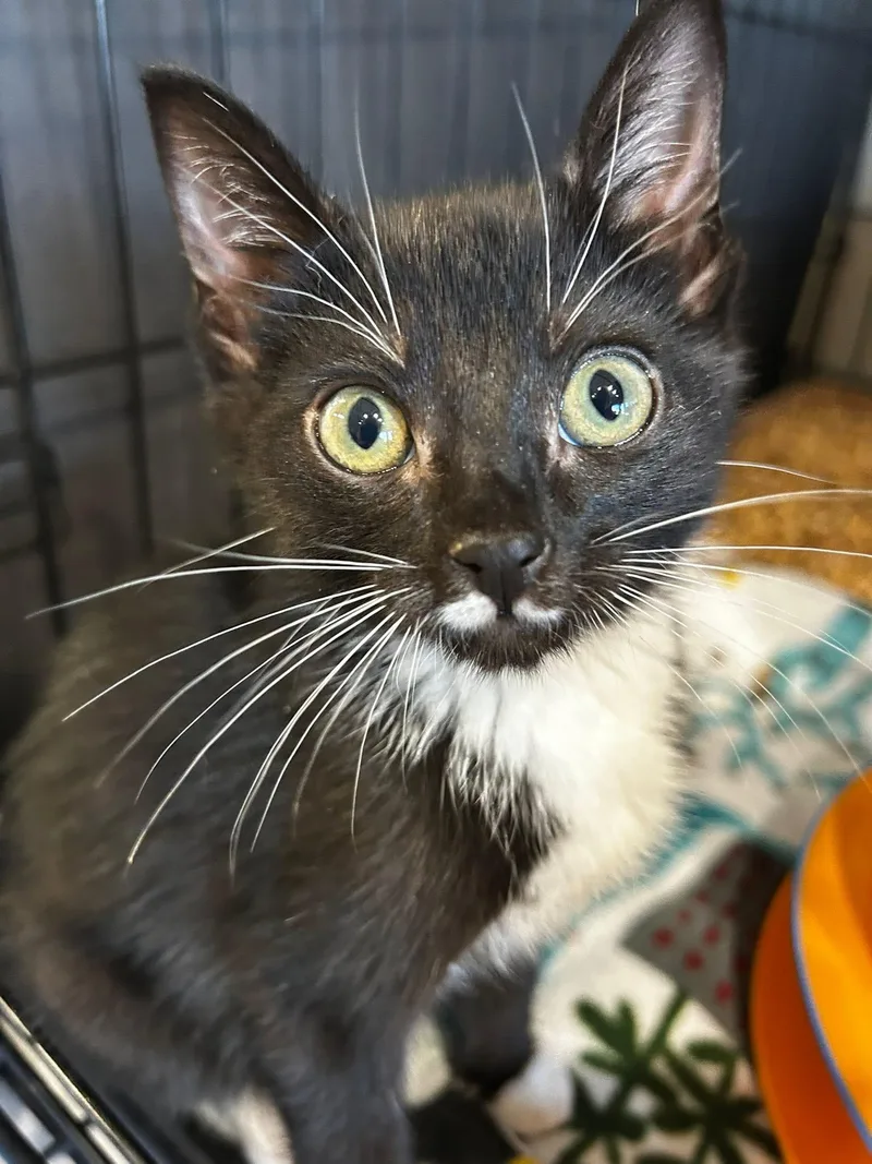 A baby medium-sized male Black & White / Tuxedo Tuxedo cat named Tux for adoption in Walnut Creek, CA