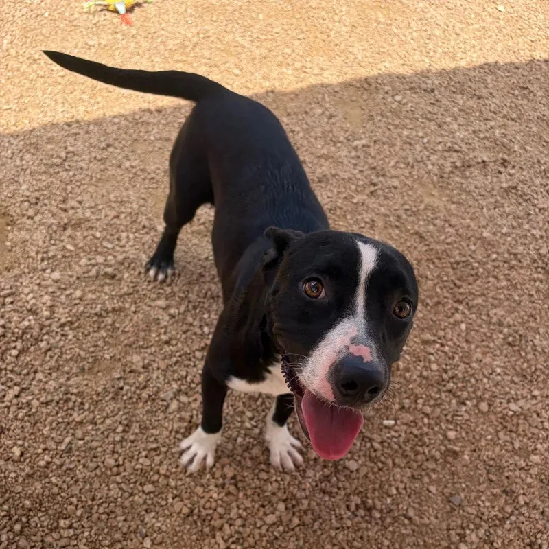 A young medium-sized female Black American Staffordshire Terrier dog named Pepper KCAC . for adoption in Kerrville, TX