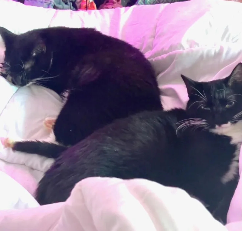 A baby medium-sized female Black Tuxedo cat named Stormy for adoption in Hewitt, NJ