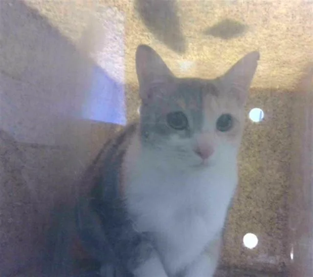 An adult medium-sized female Domestic Short Hair cat named Scottie for adoption in Tallahassee, FL