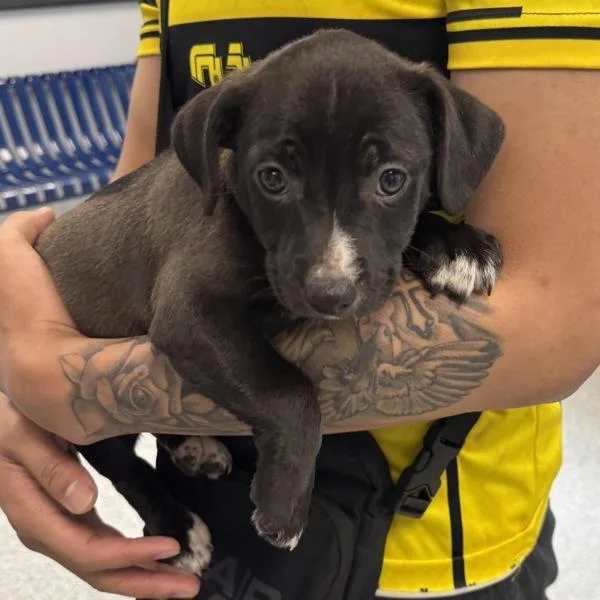A baby small-sized female Terrier dog named Spanky for adoption in Des Moines, IA