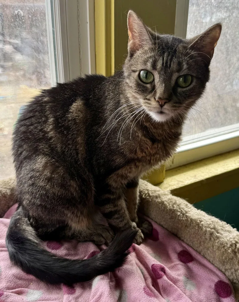 Bellini Aka Belle thumbnail 2