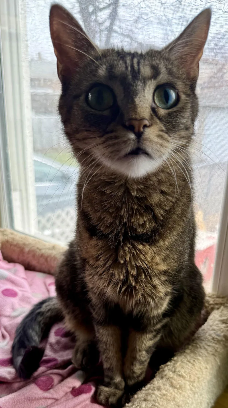 Bellini Aka Belle thumbnail 3