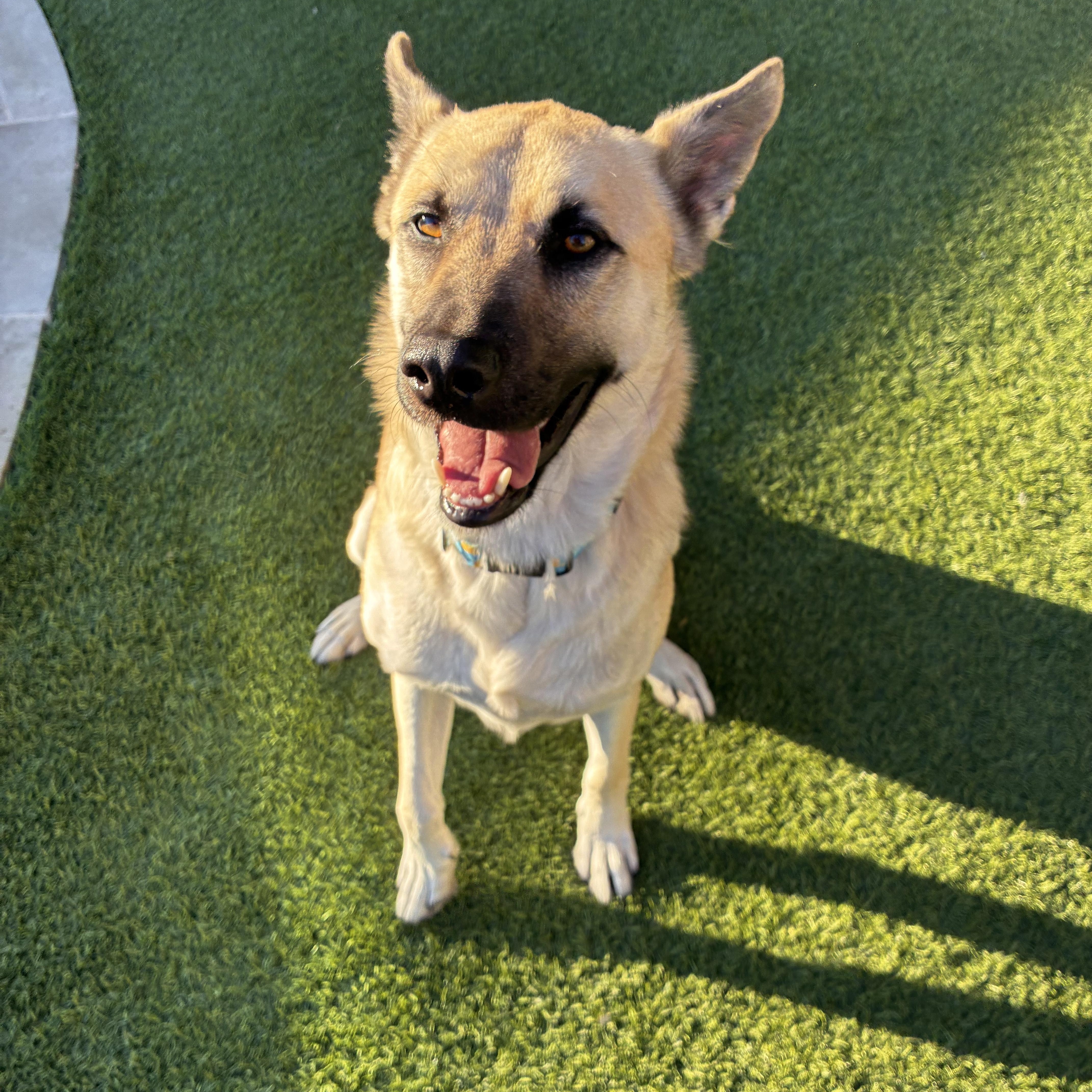 An adult medium-sized male Yellow / Tan / Blond / Fawn Shepherd dog named Echo for adoption in Mesquite, TX