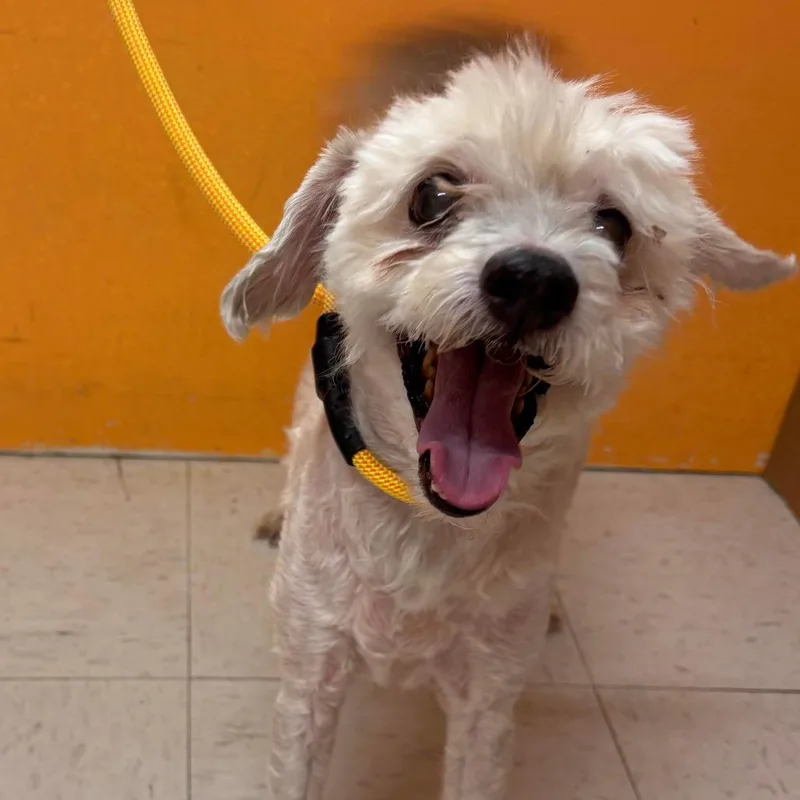 A senior small-sized male Golden Miniature Poodle dog named Copper for adoption in Joshua Tree, CA